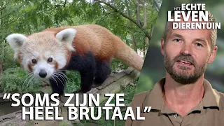 De rode panda is het favoriete dier van verzorger Janno | HET ECHTE LEVEN IN DE DIERENTUIN #4