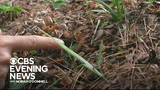 Historic cicada event underway in parts of U.S.