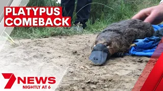 The platypus reintroduced into Royal National Park after 50-year disappearance | 7NEWS