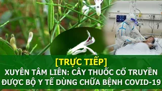 Xuyên tâm liên: Cây thuốc cổ truyền được Bộ Y tế dùng chữa bệnh Covid-19 | VTC16