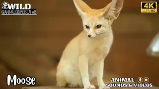 World's Smallest Wild Dog | Dogs in the Wild: Meet The Family | Fennec fox Video