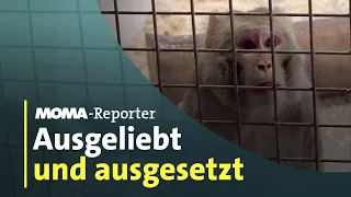 Exotische Tiere in Deutschland: Endstation Tierschutzzentrum | ARD-Morgenmagazin