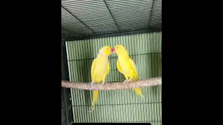 Yellow Ringneck Pair Suprub Quality #viralpage #birds #parrotspeak