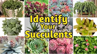 30+ Biginner-Friendly Types of Succulents | Common Succulents Identification with Name and Pictures