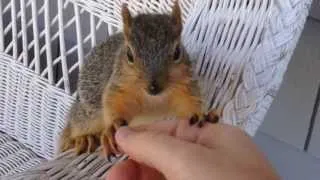 Cute tame baby squirrel