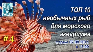 ТОП 10 Самых необычных рыб для вашего морского аквариума