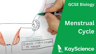 The Menstrual Cycle - GCSE Biology | kayscience.com