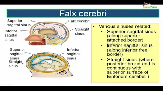 Dural folds & Venous Sinuses