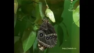 Рождение бабочки Голубой Морфо | mindo.ru