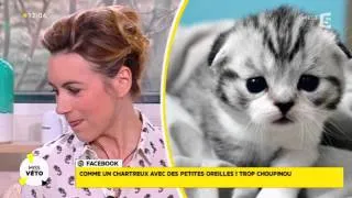 On craque tous pour le chat Scottish Fold !