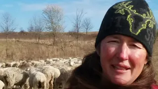 Feeding Round Bales To Sheep Using A Hay Unroller