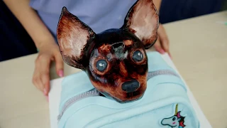 3д торт "Сумочка с собачкой" / 3D cake "Handbag dog" - Я - ТОРТодел!