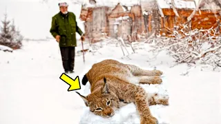 Half-dead Lynx Staggered To The Man's House. What He Did Next Will Leave You Speechless!