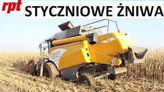 Sampo Comia C6 zbiera w połowie stycznia kukurydzę!