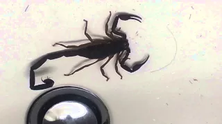 Scorpion in the Sink 3: A New Video