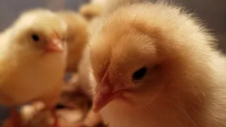 Chicken Life Cycle 2020