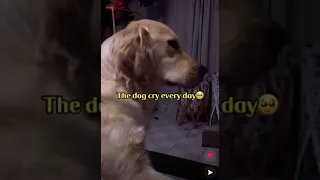 Dog cries every day after owner dies(warning very sad