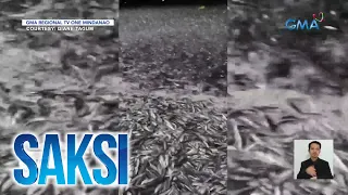 Pagdami ng isdang tamban sa Sarangani, posibleng dahil sa "upwelling" at "beaching" | Saksi