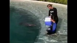 Dolphin Encounter