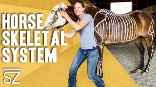 Horse Anatomy: Breaking Down a Horse's Skeletal System