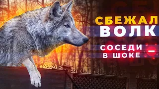 Побег волка с участка. Соседи в шоке.