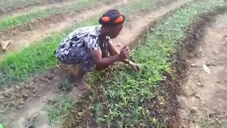 Women in Agriculture Growing Onions In Sierra Leone