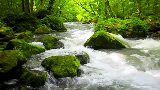 4k Forest Water Stream Nature Sound. Relaxing Stream Sounds/ Sleep/ Meditate/ Yoga/ 10 hours.