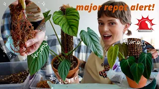 philodendron DREAM TEAM repot 💫 (chatty! answering your personal + planty questions)