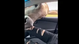 Girls Freaked Out When They Found A Cow's Head Inside Their Car