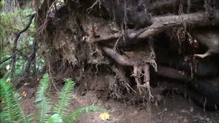 Bigfoot Hunter in pouring rain returns to "Booger Ridge" hotspot in deep woods of Washington state