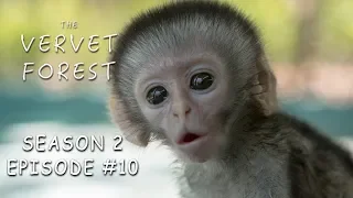 3 Day Old Tiny Orphan Baby Monkey Rescued & Update On Brain Damaged Baby - Vervet Forest - S2 Ep.10