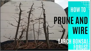 #0 How to Prune and Wire Larch Bonsai Tree Forest for beginners part 1