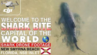 Shark Drone Footage At Shark Bite Capital Of The World, New Smyrna Beach, FL. Shark Aerial View. NSB