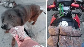 Asi Reaccionan los PERROS CALLEJEROS al recibir COMIDA de un DESCONOCIDO #XaviGarcia  Increible...