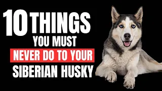 10 Things You Must Never Do to Your Siberian Husky