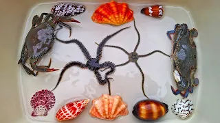 Finding hermit crab and sea crab, snail, conch, sea fish, starfish, pufferfish, eel, sea urchin