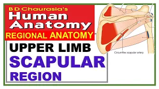 Chp6 | SCAPULAR Region | Upper Limb | BD Chaurasia | Dr Asif Lectures