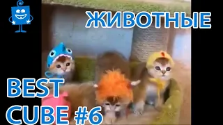 Весёлый CUBE/06 КУБ Приколы. Coub БЕЗ МАТА / Животные