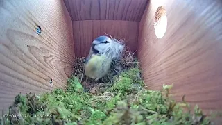 3rd April 2021 - Blue tit nest box live camera highlights