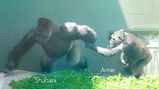 Gorilla Dad & Daughter Fight Turns Into a Big Fight Involving Other Gorillas | The Shabani Group