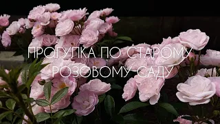 Прогулка по старому розовому саду