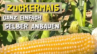 So gelingt jedem Zuckermais und Popcornmais im Garten