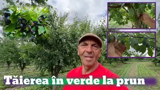 Tăierea în verde la prun