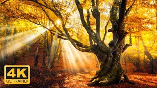 11 HOURS of 4K Enchanting Autumn Nature Scenes + Relaxing Piano Music for Stress Relief #8