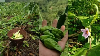 Ep-3 Jhum cultivation 🌾🌶️🍃 Fresh vegetable 🍆🥒Assam||DimaHasao