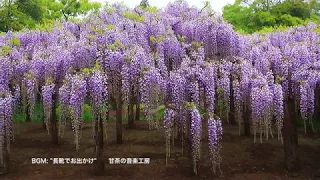 樹齢1200年  "牛島の藤花園"   Wisteria tree of 1200 years old,