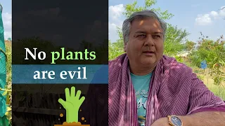 Are plants like Vilayati keekar, Alstonia or Parthenium evil?