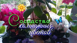 Соседство комнатных цветов.Мои комнатные цветы.