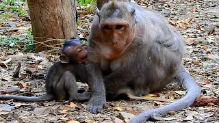 OMG! Unbelievable when seeing young mother Jinx try to feed her own baby up like that, Baby crying..