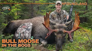 BIG Rutting Bull Moose in the Newfoundland Bogs | Canada in the Rough